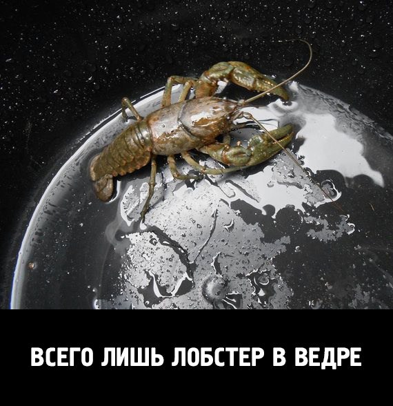 ���������))) - 31 ������� 2014 � 10:55