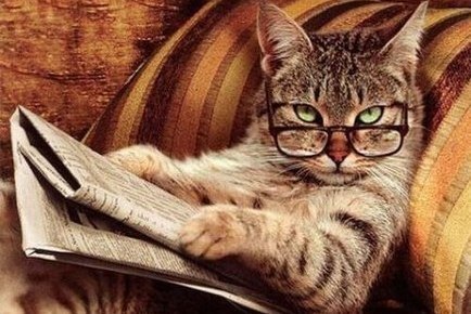 Кодекс Настоящего кота. 1. Кот — венец творения и представитель Высшего Разума. 2. Всё, что делает ...