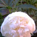 ���� �������, ������������ - ��������� 9 ������ 2015