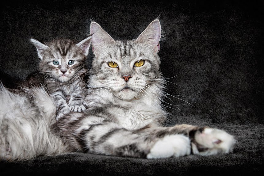 CATS OF ALL - 23  2015  20:27