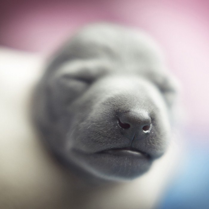 ����� ���������� ���������� ����.#animal@travel.blog - 6