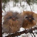  , -, 53  -  19  2015    