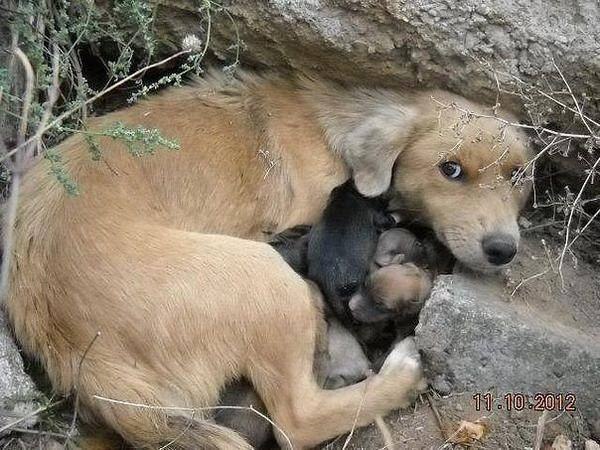 Зачем вы бросили собаку? ведь так не поступают с другом... она теперь вступает в драку за черствый ...