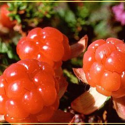 �����, ���������, 49 ���