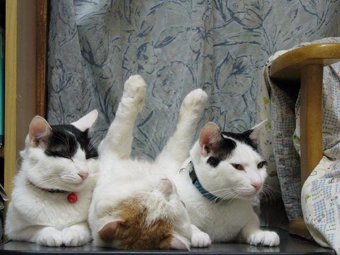   :).#animal@travel.blog - 3