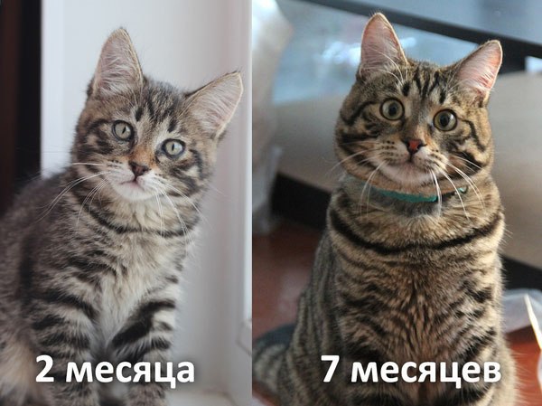 #до_после@catism.Решили сравнить фотографии кота сегодня и 5 месяцев назад. Не узнали.