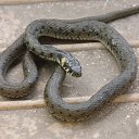 ���� ������, ������ - ��������� 6 ������ 2015 � ������ ���� ����������