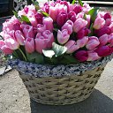 ���� ������� - �� ��������!, �������� - ��������� 1 ����� 2015 � ������ ������ ��������