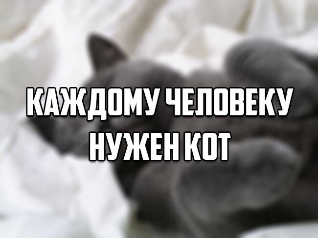 чему поучиться у кота. каждому нужен кот. нужен мужчина. золотое правило общения. зачем нужен кот.