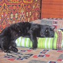 ���� �����, �����������, 52 ���� - ��������� 11 ������� 2015 � ������ ���� ����������