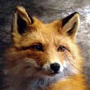 ���� Lis Fox Anatoli, �����, 65 ��� - ��������� 5 ����� 2015 � ������ ���� ����������