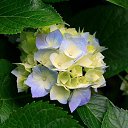 ���� Flower, ������ - ��������� 5 ����� 2015