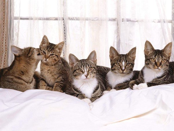 Котя, котенька, коток…. Мой котёнок, мой клубок…Котик – серенький хвосток!Ох, ты котик, ах, ... - 8