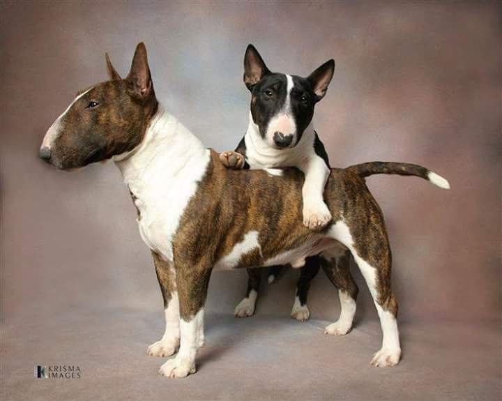 Английский бультерьер. - 31 марта 2015 в 15:00