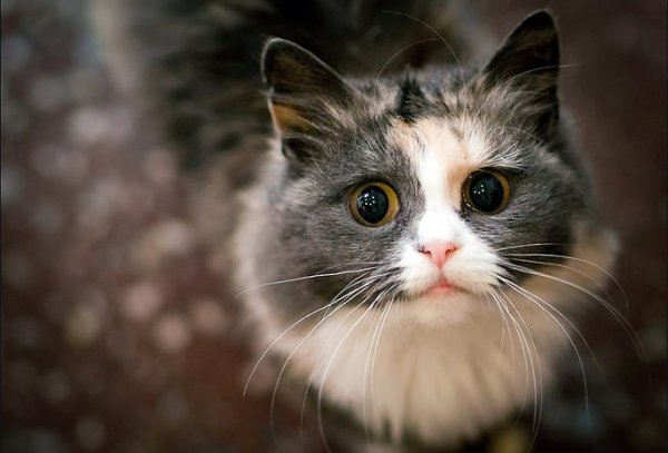 Котя, котенька, коток…. Мой котёнок, мой клубок…Котик – серенький хвосток!Ох, ты котик, ах, ... - 6