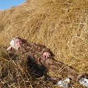 ���� ����, ����, 60 ��� - ��������� 8 ����� 2015