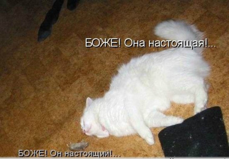 Ни кота. Кошка в обмороке. Кот в обмороке картинки. Рисунок кот в обмороке