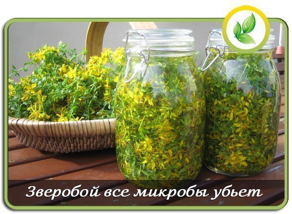 Зверобой все микробы убьет.У моей дочки хронический тонзиллит уже давно. Началось все с запущенной ...