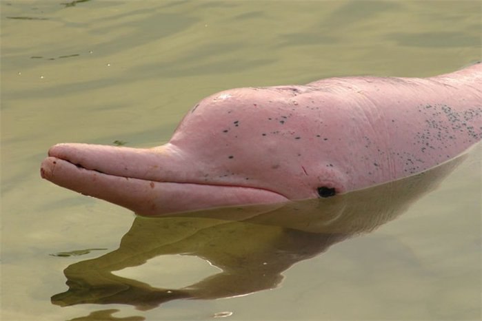 Амазонский речной дельфин, боуто или иния - самый крупный ... | Подводное  Царство | Фотострана | Пост №509704742