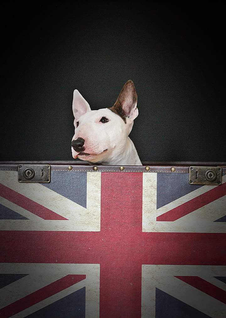 Английский бультерьер. - 1 апреля 2015 в 09:59