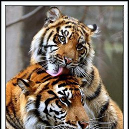 ������, �����-���������