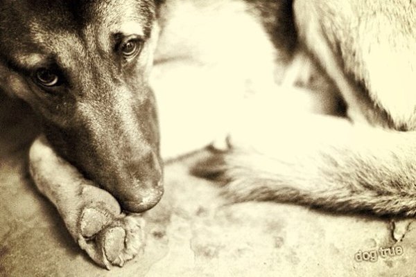   ,     .  ,   ,    ...