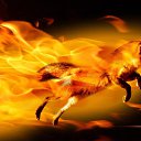 ���� Lis Fox Anatoli, �����, 65 ��� - ��������� 5 ����� 2015 � ������ ���� ����������