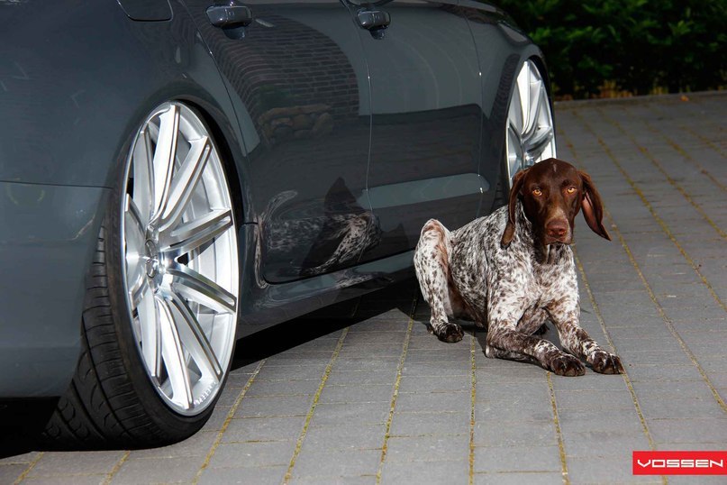 Audi A6 Avant. - 8