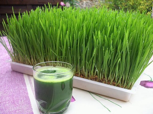   ,    ( wheat    grass  , .)    ...