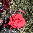 ���� ��������, ���������, 62 ���� - ��������� 27 ���� 2015 � ������ ������ ��������