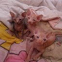 ���� �����, �������, 46 ��� - ��������� 1 ������� 2015 � ������ ������ ��������