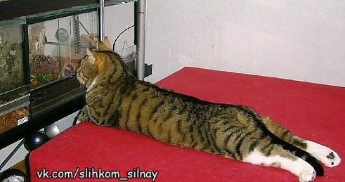 КУПИЛИ АКВАРИУМ......ТЕПЕРЬ У КОТА ЕСТЬ ТЕЛЕВИЗОР !!!