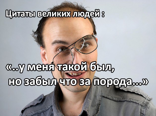 Английский бультерьер. - 21 июля 2015 в 03:13