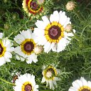 ���� �������, ��������, 66 ��� - ��������� 11 ���� 2015 � ������ ���� ����������