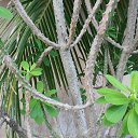    -  ,  -  23  2015    2014.  Lawana.  11-. (2 )