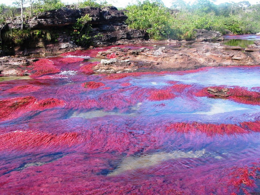   -     .  (Cao Cristales -  ) ... - 3