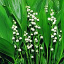 ���� �������, ������ - ��������� 24 ��� 2015 � ������ ���� ����������