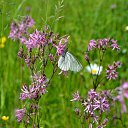 ���� ��������, ������, 48 ��� - ��������� 15 ��� 2015 � ������ ���� ���������..))�