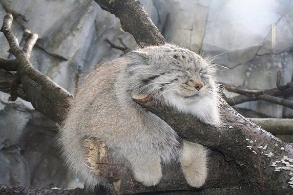Манулы – самые эмоциональные животные на Земле.#animal@travel.blog - 9