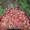  , -- -  8  2015    2015