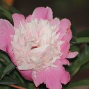 ���� ������, �������, 41 ��� - ��������� 12 ���� 2015 � ������ ����� �����