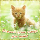 ���� �������, ��������� - ��������� 11 ��� 2015 � ������ �������� ��������