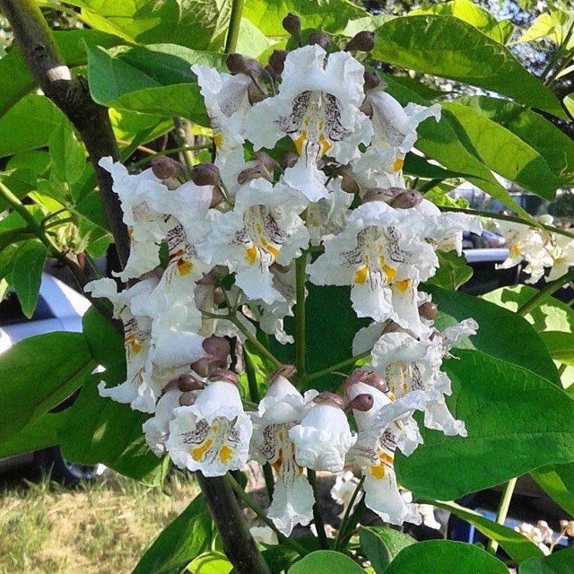 #nature #flovers #trees #beautiful