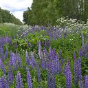 ���� ��������, ������, 48 ��� - ��������� 15 ��� 2015 � ������ ���� ���������..))�