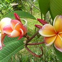    -  ,  -  4  2015    2014.  Lawana.  7-.