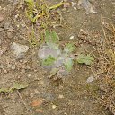 ���� �������, �����-��������� - ��������� 10 �������� 2015 � ������ ������ ��������