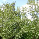 ���� �vgeniy, ����, 46 ��� - ��������� 12 ���� 2015 � ������ ���� ����������