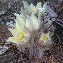  Blondincik, , 56  -  13  2015    