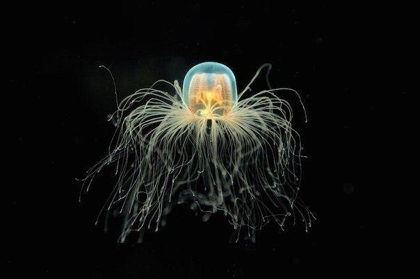   Turritopsis Nutricula        