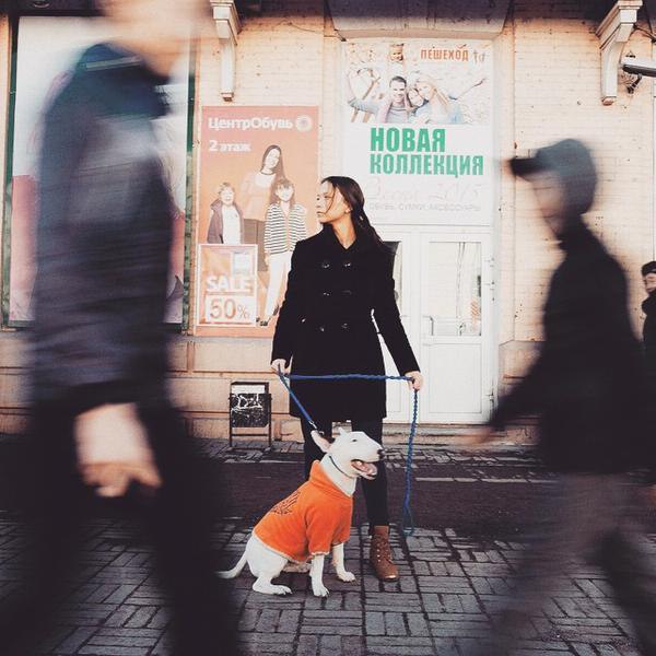 Английский бультерьер. - 1 мая 2015 в 15:34